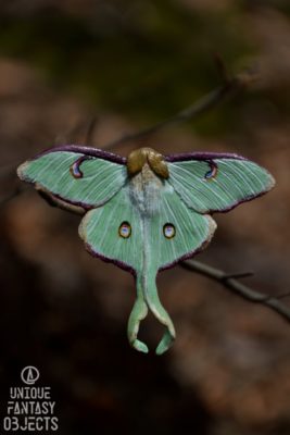 Broszka do ciuchów z ćmą księżycówką amerykańską (Unique Fantasy Objects)