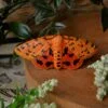 Spinka z motylem niedźwiedziówka purpurka (Unique Fantasy Objects)