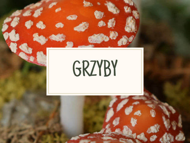 Baner galerii Grzyby (Unique Fantasy Objects)