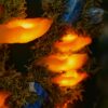 Luterko ozdobione świecącymi pomarańczowymi grzybkami (Unique Fantasy Objects)