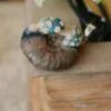 Naszyjnik z pierścieniakiem i amonitem (Unique Fantasy Objects)