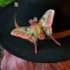 Broszka lub spinka z ćmą actias dubernardi (Unique Fantasy Objects)