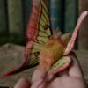 Broszka lub spinka z ćmą actias dubernardi (Unique Fantasy Objects)