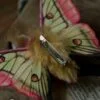 Broszka lub spinka z ćmą actias dubernardi (Unique Fantasy Objects)