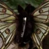 Broszka lub spinka z ćmą graellsia isabellae (Unique Fantasy Objects)