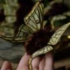 Broszka lub spinka z ćmą graellsia isabellae (Unique Fantasy Objects)
