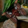 Broszka lub spinka z ćmą pawica atlas (Unique Fantasy Objects)