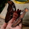 Broszka lub spinka z ćmą pawica atlas (Unique Fantasy Objects)