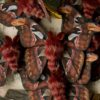 Broszka lub spinka z ćmą pawica atlas (Unique Fantasy Objects)