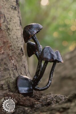 Drewniany magnes z grzybkami (This Guy in a Hat)