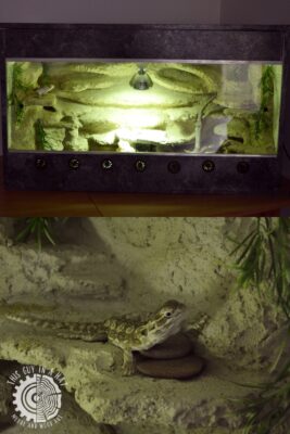 Terrarium (This Guy in a Hat)