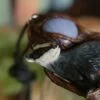 Naszyjnik z borsukiem i agatem pasiastym (Unique Fantasy Objects)