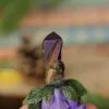 Naszyjnik z grzybem lakówka i kwarcem (Unique Fantasy Objects)
