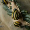 Spinka do włosów ze ślimakiem wstężyk gajowy (Unique Fantasy Objects)