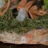 Stojak na biżuterię w kształcie czernidłaka (Unique Fantasy Objects)