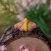 Regulowany pierścionek z różową ćmą klonową (Unique Fantasy Objects)