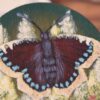 Magnes z namalowanymi polskimi motylami (Unique Fantasy Objects)