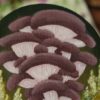 Magnes z namalowanymi grzybami polskimi (Unique Fantasy Objects)