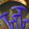 Magnes z namalowanymi grzybami polskimi (Unique Fantasy Objects)