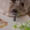 Przypinka z rzeźbami grzybów (Unique Fantasy Objects)