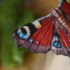 Spinka do włosów z rzeźbą motyla rusałka pawik (Unique Fantasy Objects)