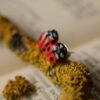 Małe kolczyki z biedronkami (Unique Fantasy Objects)