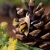 Regulowany pierścionek z rzeźbą ślimaka wstężyk gajowy (Unique Fantasy Objects)