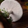 Stojak na biżuterię w kształcie muchomora z winniczkiem (Unique Fantasy Objects)