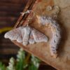 Kolczyki z rzeźbą motyla Jedwabnik morwowy oraz jego gąsienicy Kolczyki z rzeźbą motyla Jedwabnik morwowy oraz jego gąsienicy (Unique Fantasy Objects)
