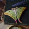Spinka do włosów z rzeźbą ćmy Actias selene (Unique Fantasy Objects)