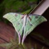 Spinka do włosów z rzeźbą ćmy Actias selene Spinka do włosów z rzeźbą ćmy Actias selene (Unique Fantasy Objects)