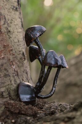 Magnesy grzyby (This Guy in a Hat)