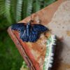 Kolczyki z rzeźbą motyla Papilio memnon oraz jego gąsienicy (Unique Fantasy Objects)