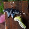 Kolczyki z rzeźbą motyla Papilio troilus oraz jego gąsienicy (Unique Fantasy Objects)
