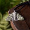 Naszyjnik z rzeźbą motyla paśnik zieleniak Naszyjnik z rzeźbą motyla paśnik zieleniak (Unique Fantasy Objects)