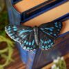 Spinka do włosów z rzeźbą motyla Poritia philota (Unique Fantasy Objects)